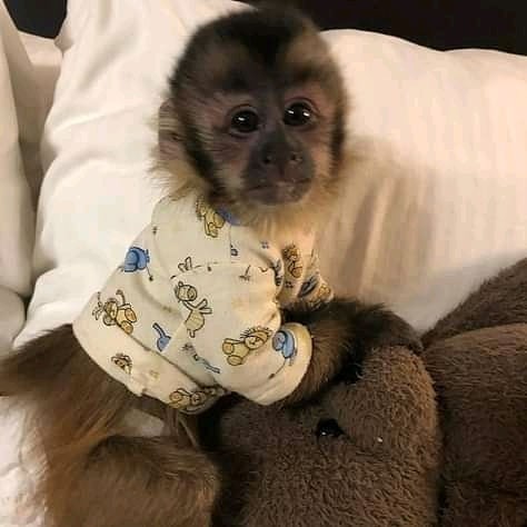 Healthy male Capuchin monkey for sale with vaccinations and microchip