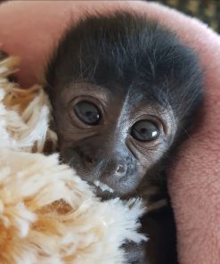 Playful baby Capuchin monkey cuddling with caregiver