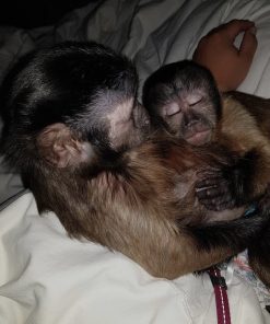 Healthy female Capuchin monkey for sale with vaccinations