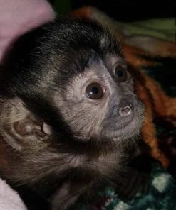 Buy baby Capuchin monkey online – Nala the Capuchin