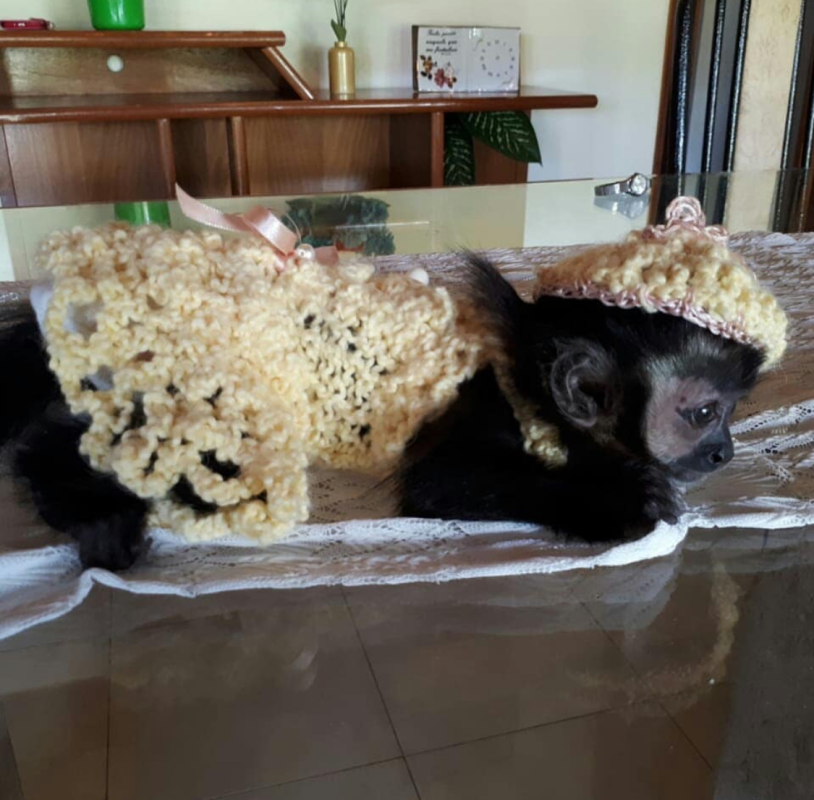 Buy baby Capuchin monkey online – Suri the Capuchin