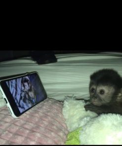 Healthy male Capuchin monkey with vaccinations and microchip