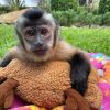 Female Capuchin Monkey for Adoption
