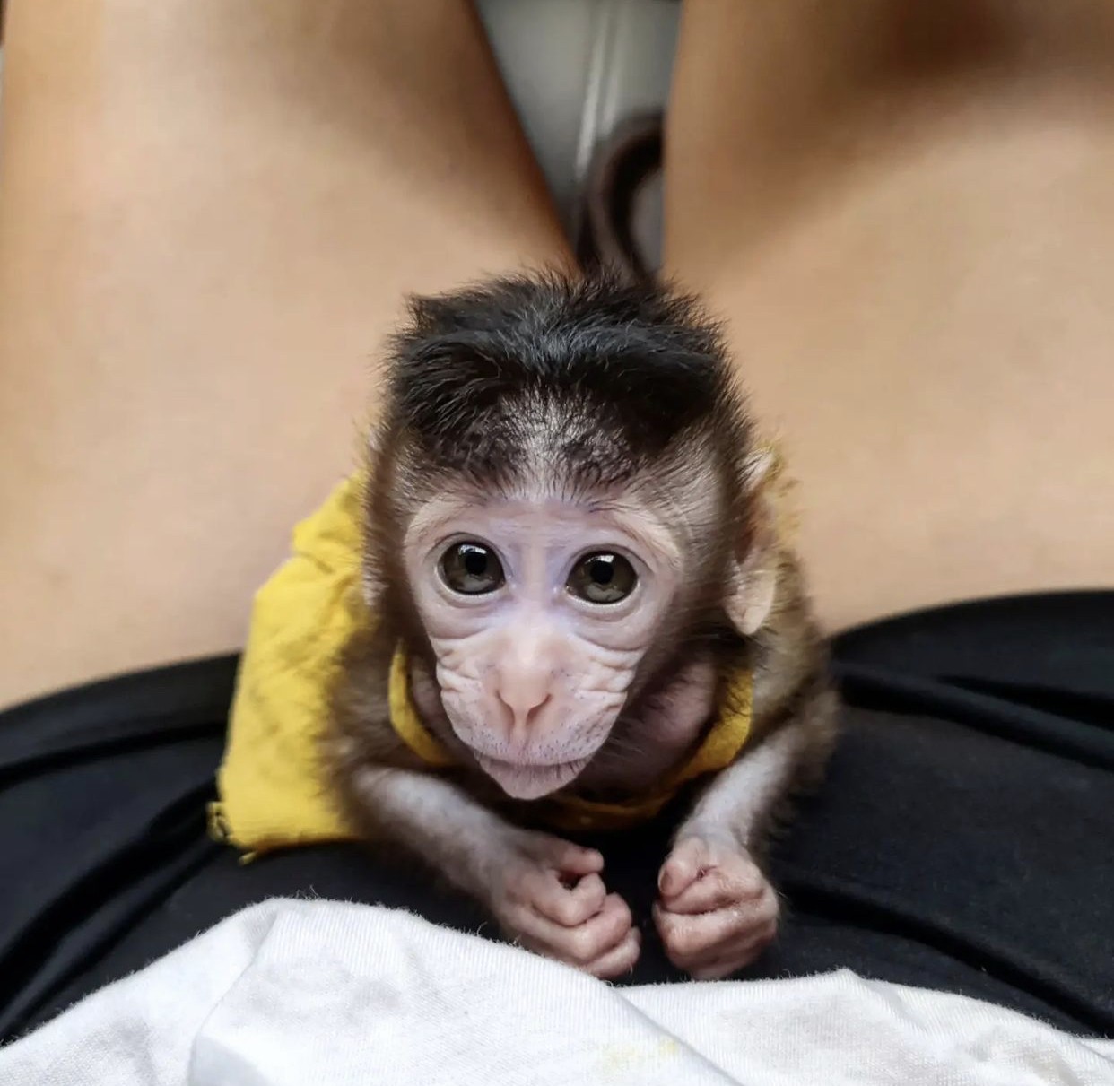 Young macaque, a generalist omnivore whose flexible diet lets it live almost anywhere