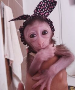 Cute macaque monkey adoption – Luma interacting with toys