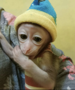 Luma 14-week-old female Macaque Monkey playing on climbing structure