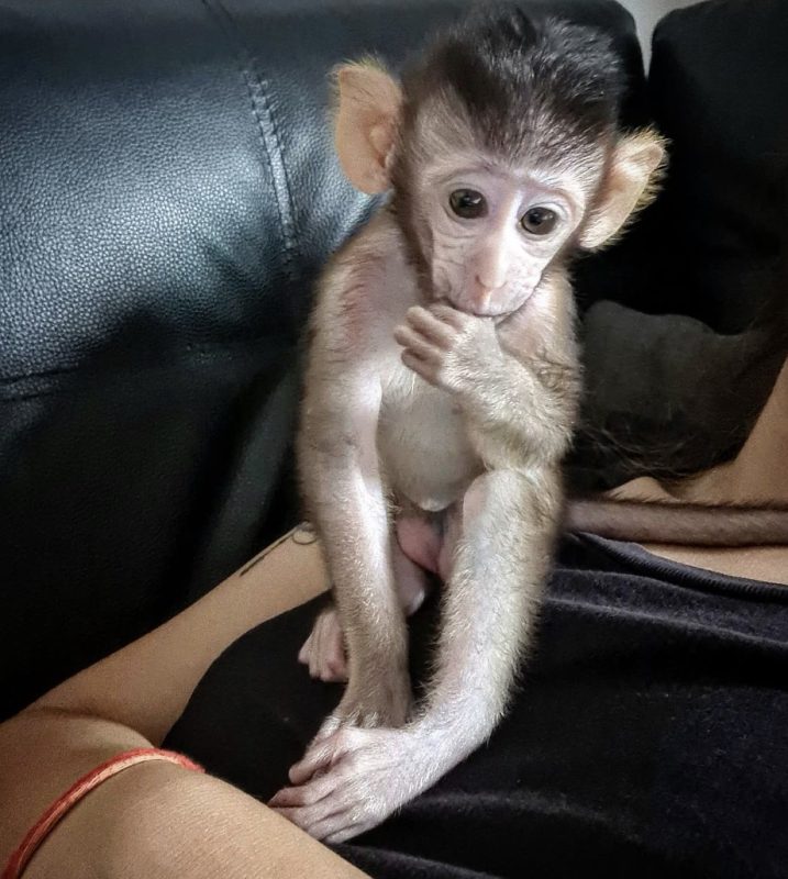 Macaque Monkey for Adoption