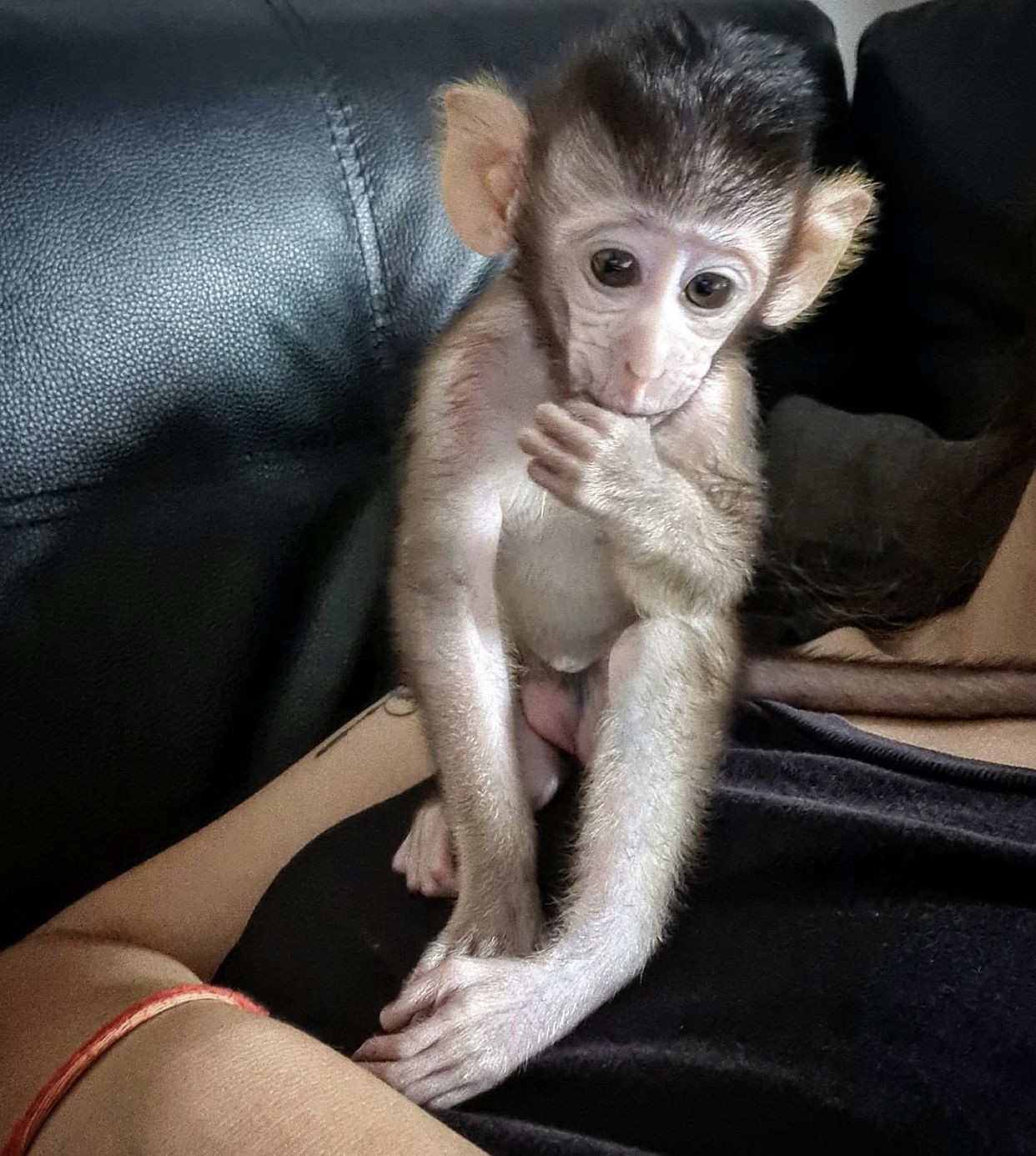 Long Tailed Macaque Monkeys