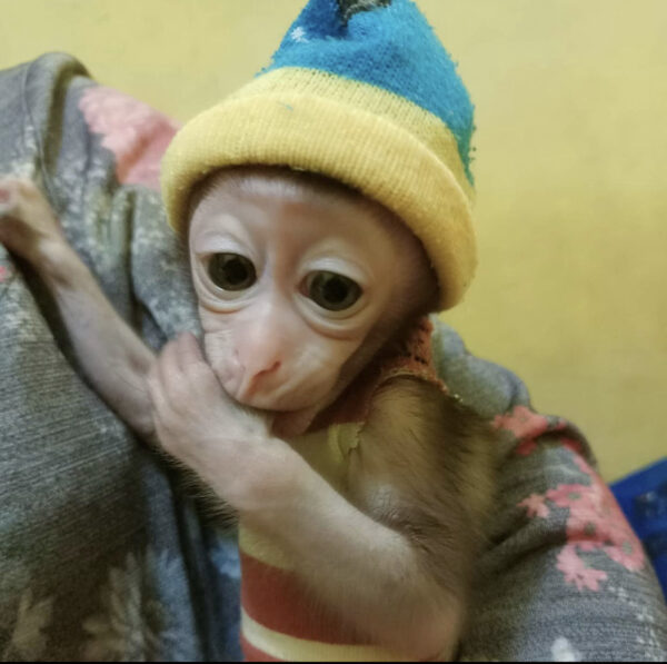 Luma 14-week-old female Macaque Monkey playing on climbing structure