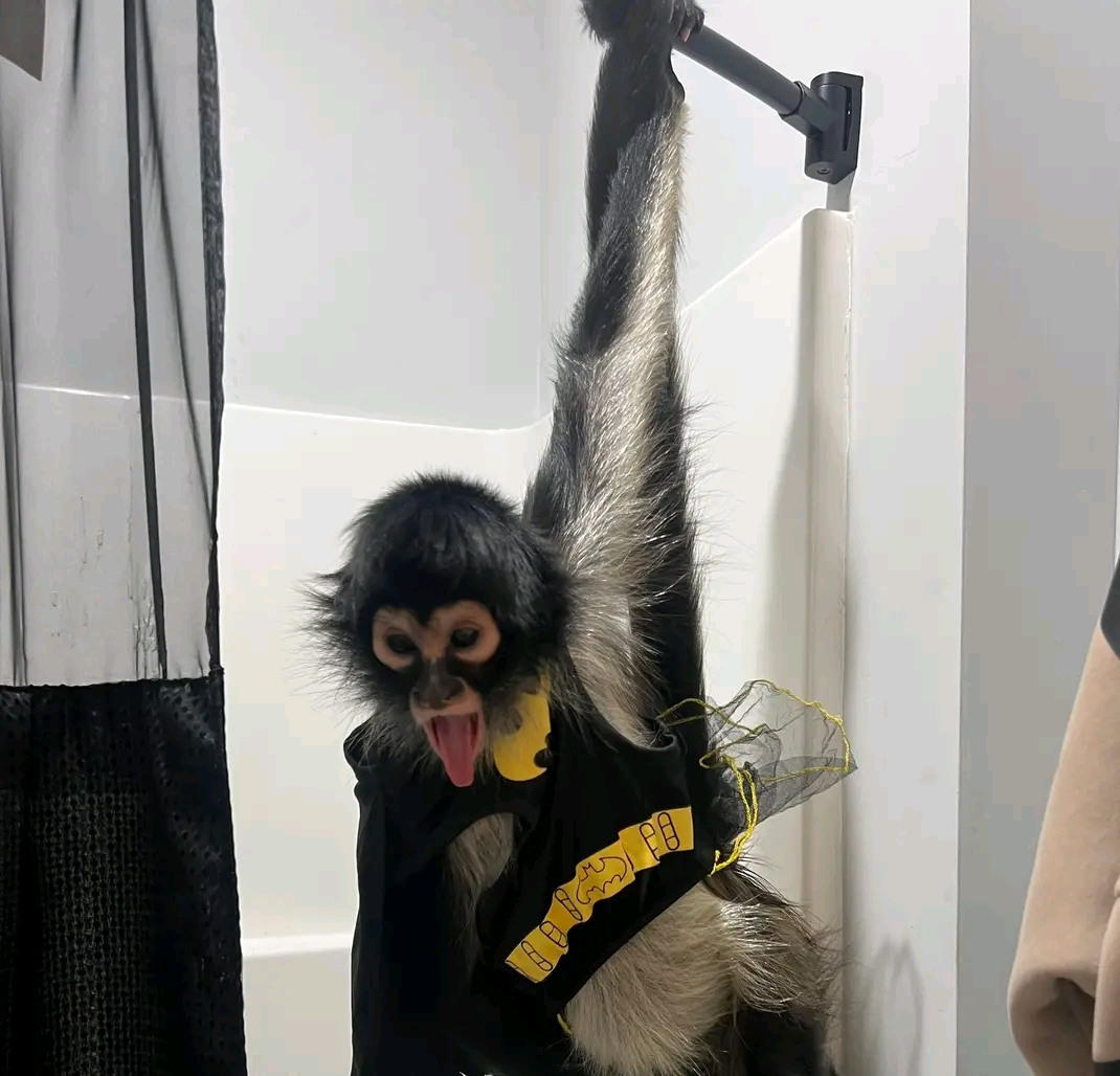 Luna – 11-Week-Old Female Spider Monkey | Baby Spider Monkey for Sale - Image 2