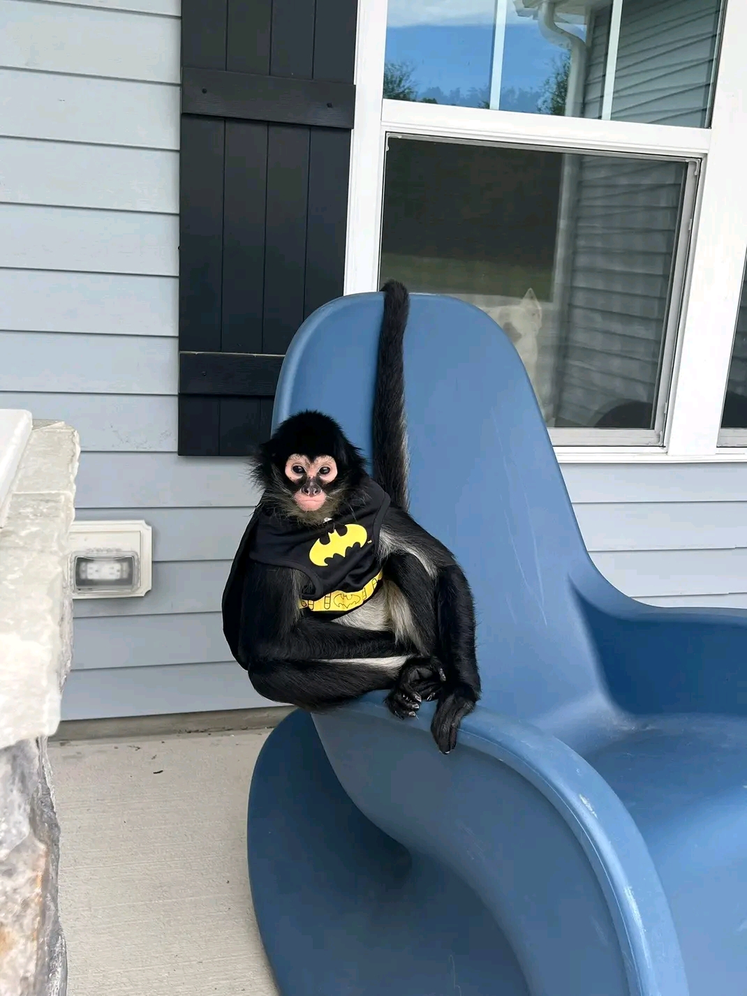 Luna – 11-Week-Old Female Spider Monkey | Baby Spider Monkey for Sale - Image 3