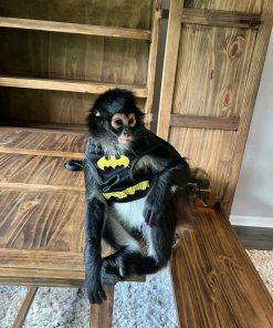 Luna – 11-Week-Old Female Spider Monkey | Baby Spider Monkey for Sale