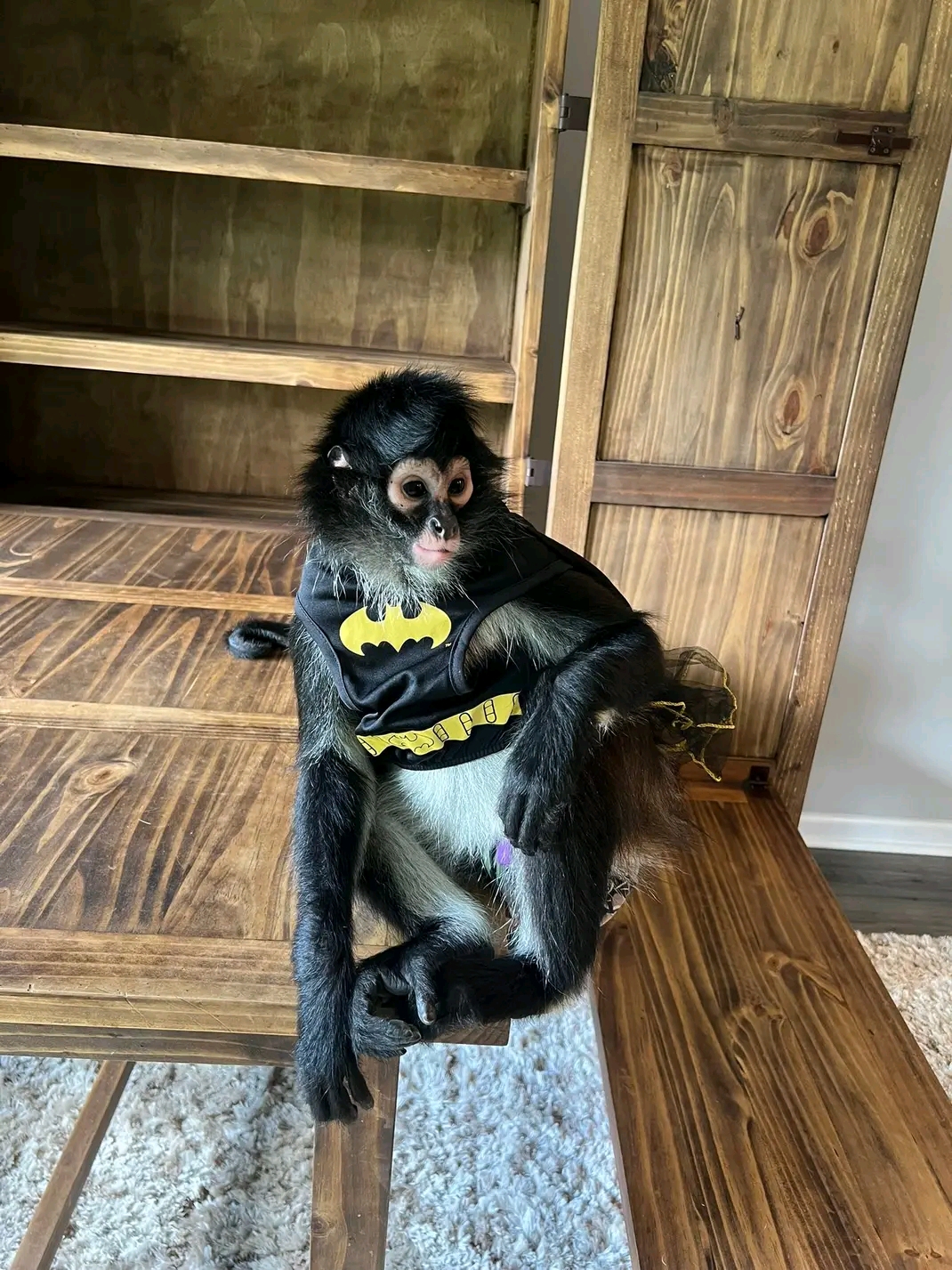Luna – 11-Week-Old Female Spider Monkey | Baby Spider Monkey for Sale