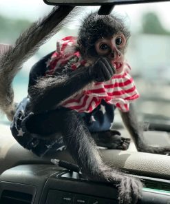Luma – 11-Week-Old Female Spider Monkey | Spider Monkey Adoption