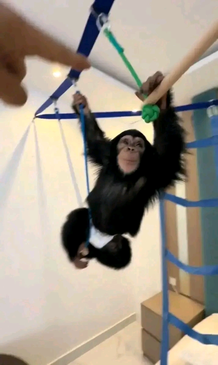 Nia – Chimpanzee Pet For Sale | 15-Week-Old Female for Sale - Image 4