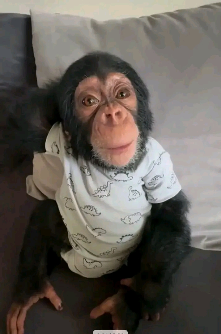 Nia – Chimpanzee Pet For Sale | 15-Week-Old Female for Sale - Image 5