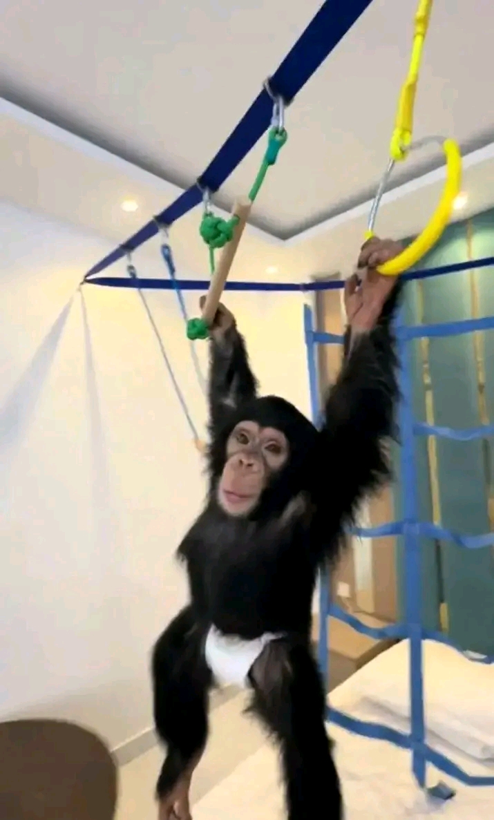 Nia – Chimpanzee Pet For Sale | 15-Week-Old Female for Sale - Image 6