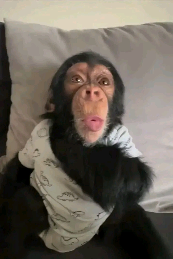 Nia – Chimpanzee Pet For Sale | 15-Week-Old Female for Sale - Image 3