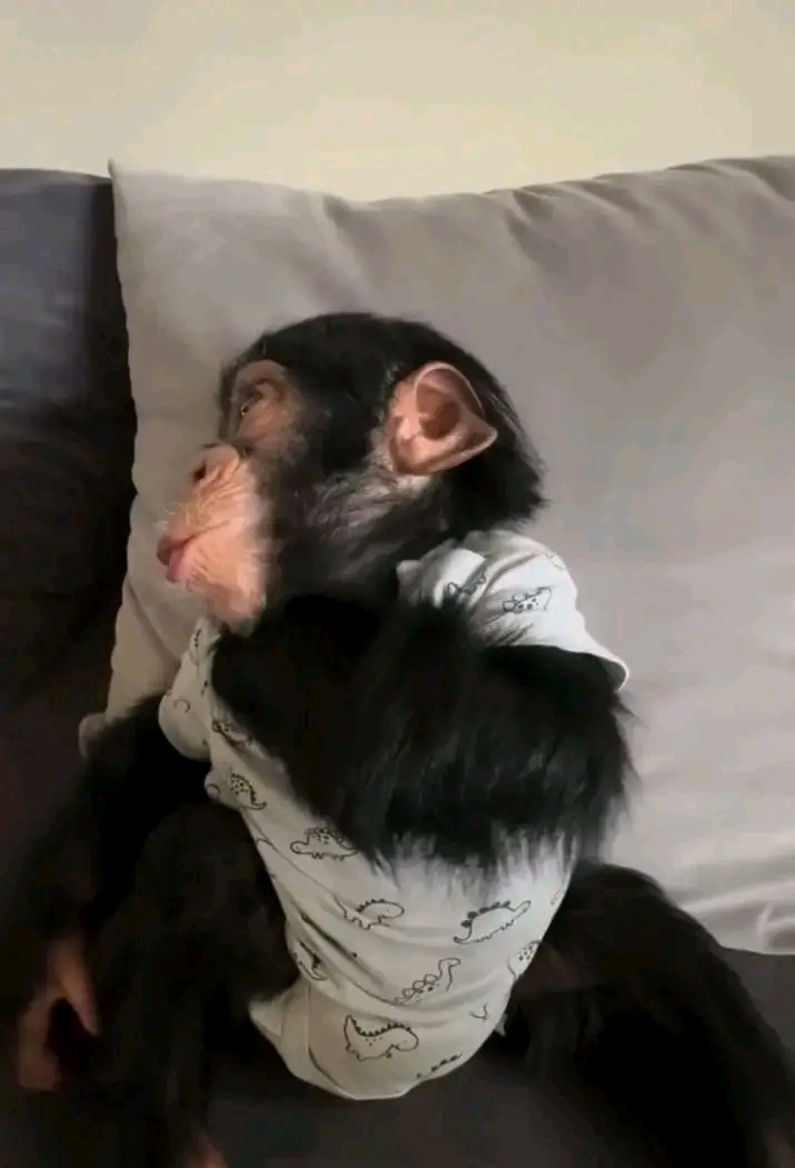 Nia – Chimpanzee Pet For Sale | 15-Week-Old Female for Sale - Image 2