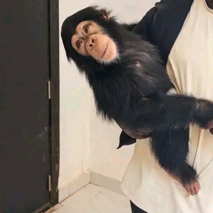 Nia – Chimpanzee Pet For Sale | 15-Week-Old Female for Sale