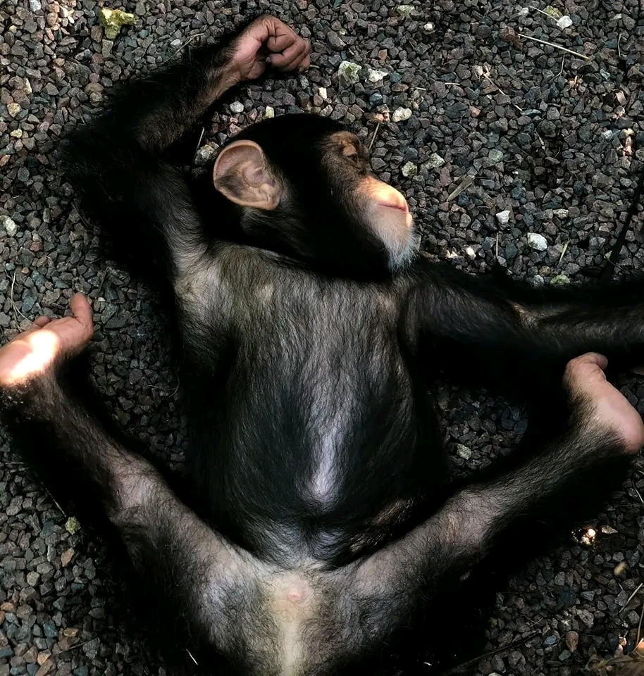 Zuri – Baby Chimpanzee For Adoption| 12-Week-Old Male for Sale - Image 3