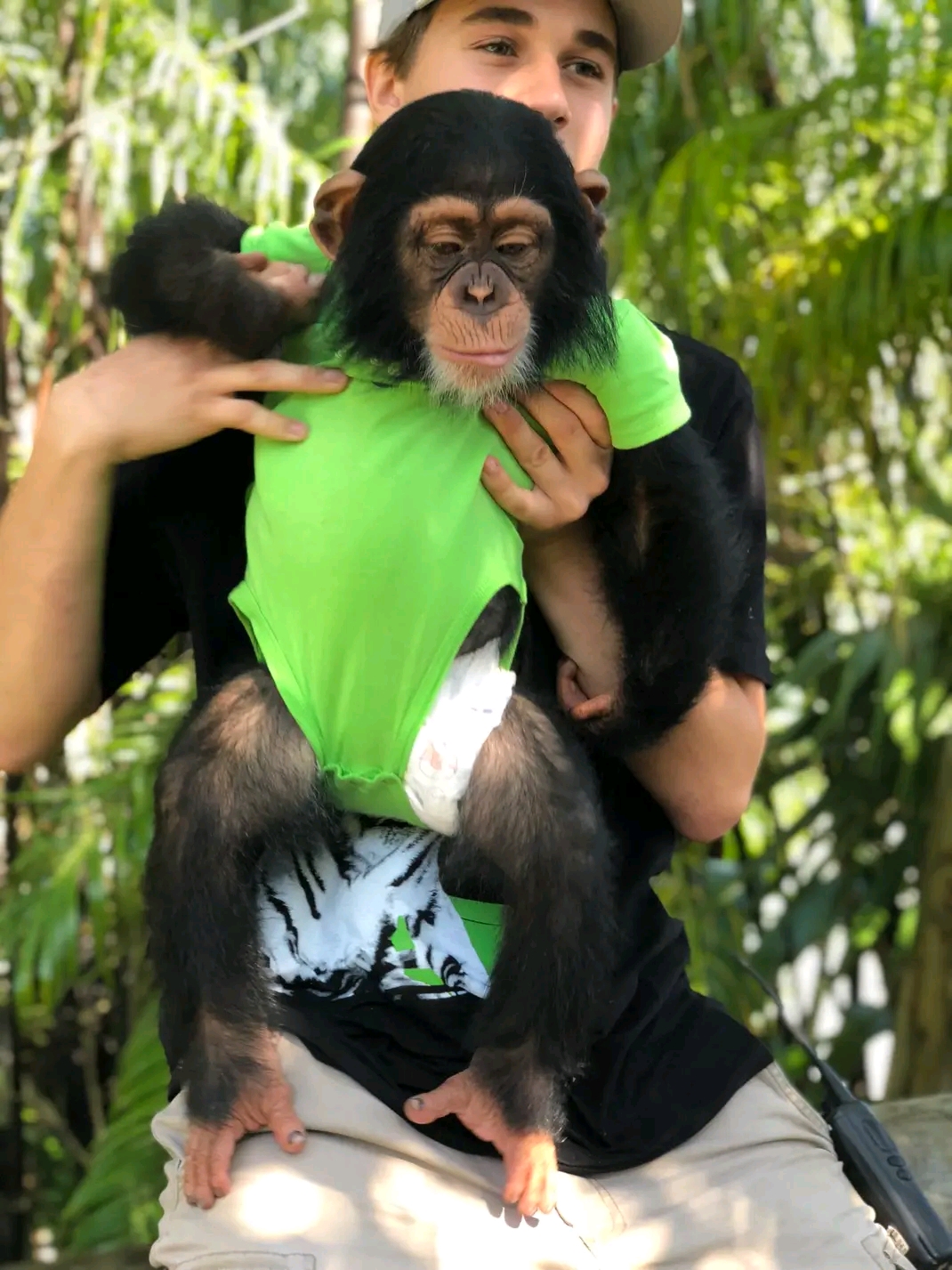 Zuri – Baby Chimpanzee For Adoption| 12-Week-Old Male for Sale - Image 2
