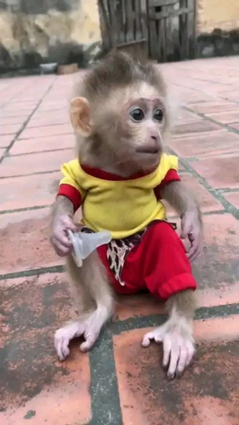 Kira – 13-Week-Old Female Pig-Tailed Macaque | Buy Pigtail Monkey Online