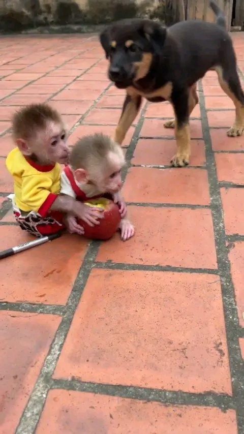 Kira – 13-Week-Old Female Pig-Tailed Macaque | Buy Pigtail Monkey Online - Image 6