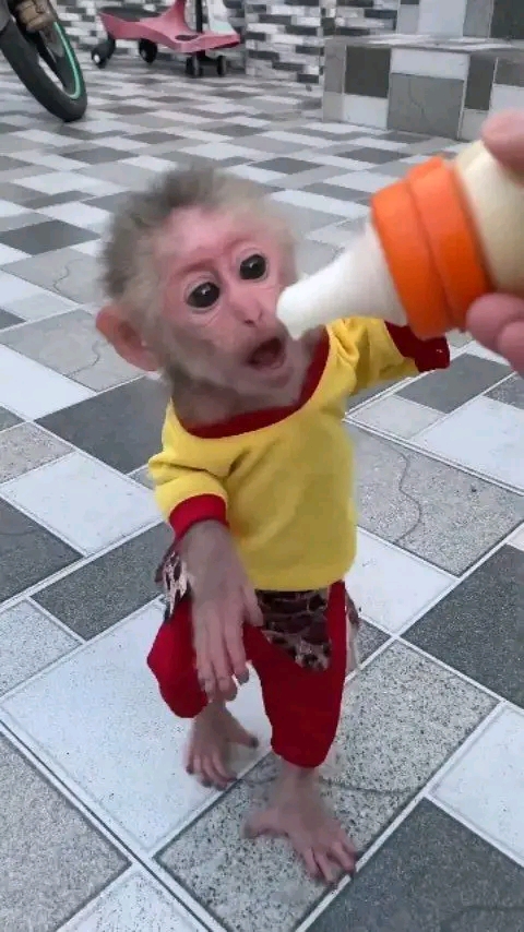 Kira – 13-Week-Old Female Pig-Tailed Macaque | Buy Pigtail Monkey Online - Image 7