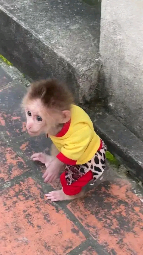 Kira – 13-Week-Old Female Pig-Tailed Macaque | Buy Pigtail Monkey Online - Image 2