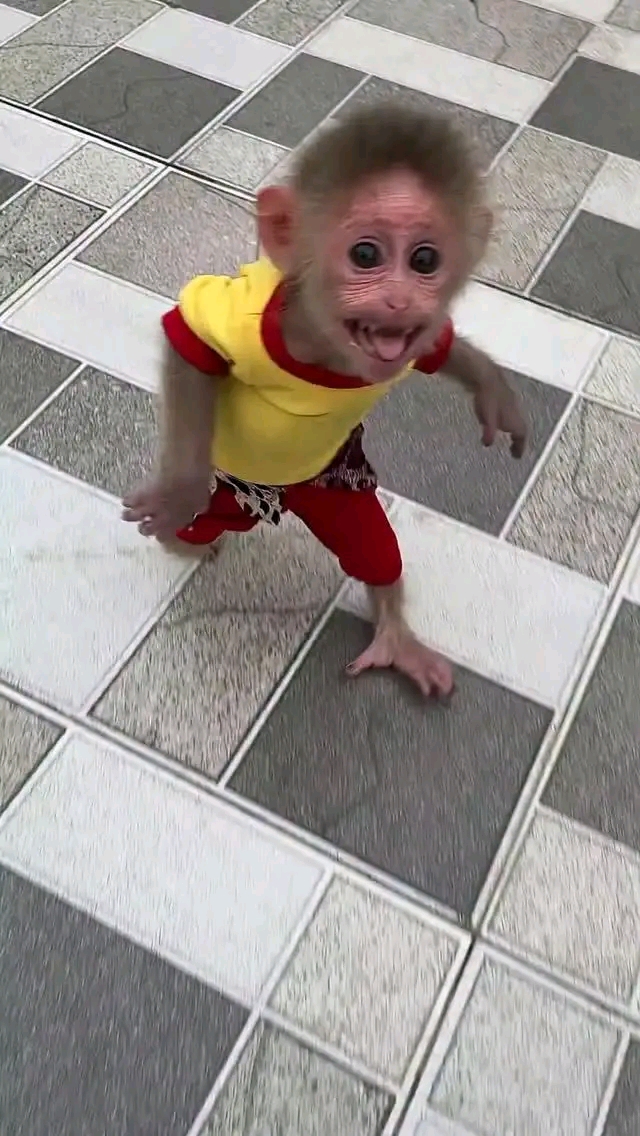 Kira – 13-Week-Old Female Pig-Tailed Macaque | Buy Pigtail Monkey Online - Image 3