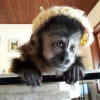 Buy Female Capuchin Monkey