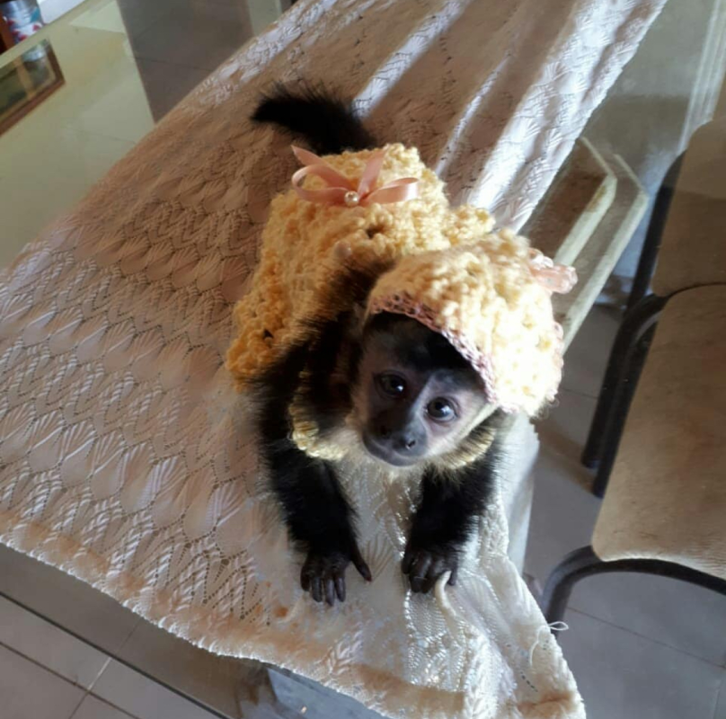 Healthy female Capuchin monkey for sale with vaccinations