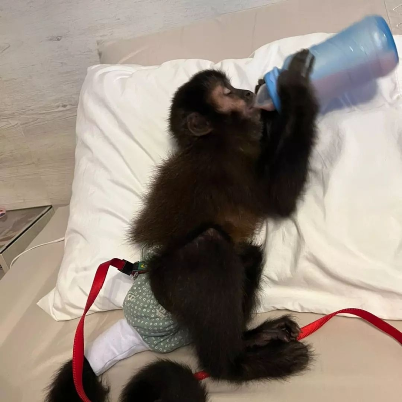 Healthy male Capuchin monkey for sale with vaccinations