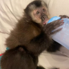 Capuchin Monkey for Sale In USA
