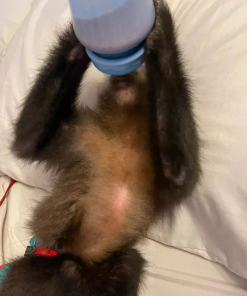 Kai 10-week-old male Capuchin monkey for adoption