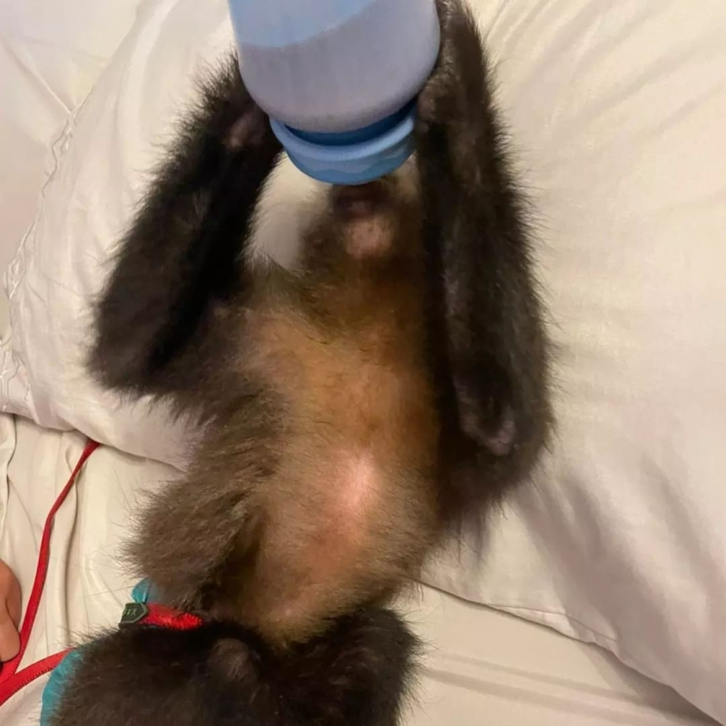 Kai 10-week-old male Capuchin monkey for adoption