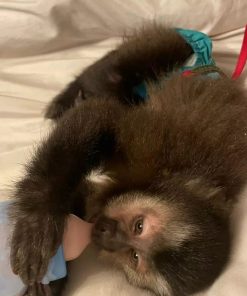 Buy baby Capuchin monkey online – Kai the Capuchin