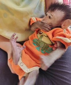 Riko 12-week-old male Macaque Monkey climbing safely