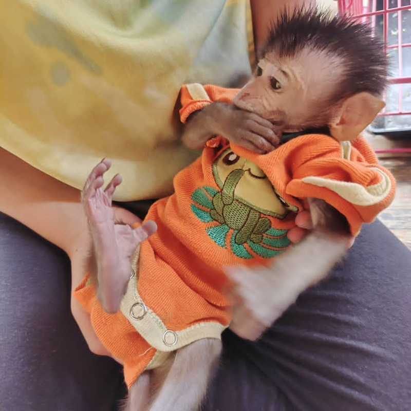 Riko 12-week-old male Macaque Monkey climbing safely
