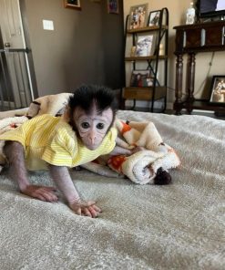 Baby macaque monkey playing with interactive toys