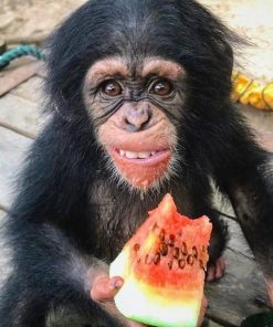 Buy Baby Chimpanzee Online