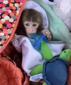 Playful young macaque monkey climbing structure