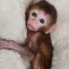 Healthy young Capuchin monkey for adoption with papers