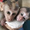 Affordable Macaque Monkeys for Sale