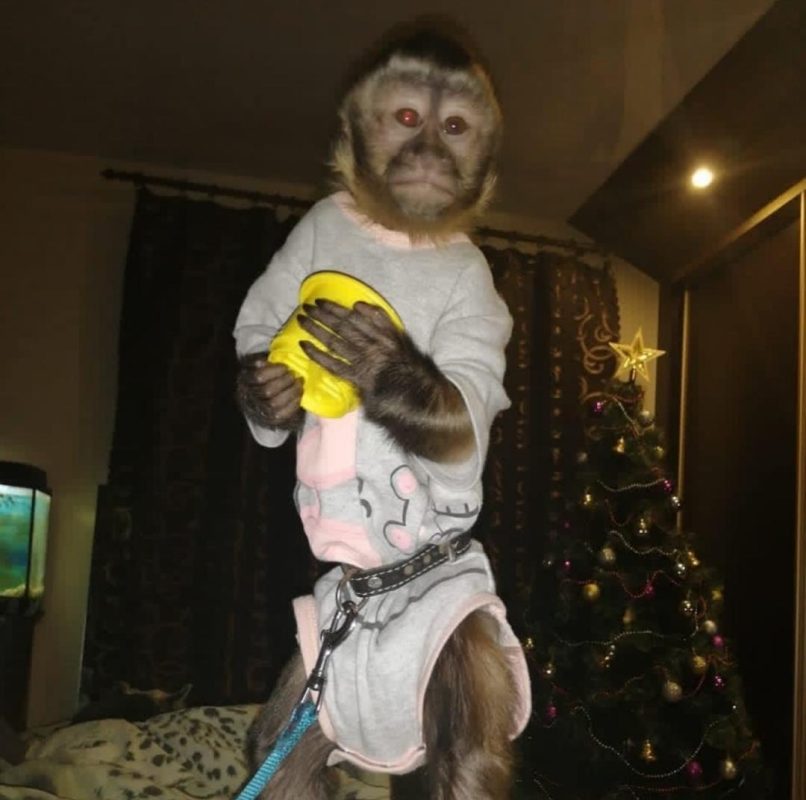 Adoptable Capuchin monkey Milo with curious expression