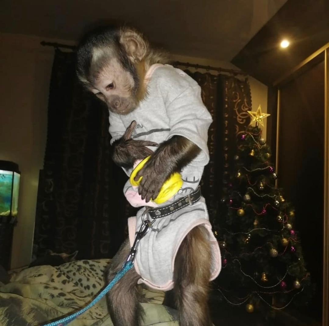 Capuchin monkey sitting alert on a branch