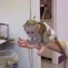 Baby Macaque Monkey for Adoption