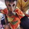 Adopt a Macaque Monkey