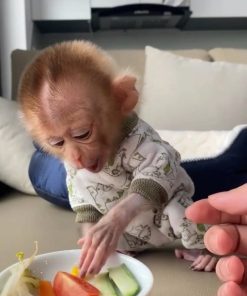 Young macaque monkey bonding with caretaker